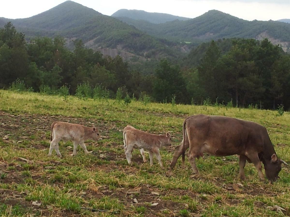 Affittacamere Casa Encuentra, En El Pirineo Al Lado De Ainsa El Pueyo de Araguás Esterno foto